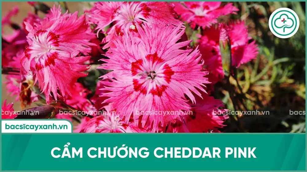 Hoa cẩm chướng Cheddar Pink